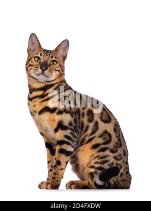 Handsome young male Bengal cat sitting side ways, looking to camera. Isolated on white background. Stock Photo
