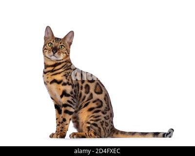 Handsome young male Bengal cat sitting side ways, looking to camera. Isolated on white background. Stock Photo