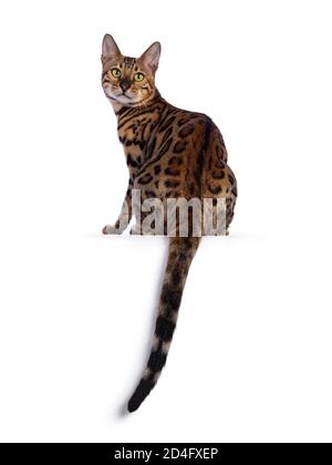 Handsome young male Bengal cat sitting backwards on edge, looking over shoulder to camera. Isolated on white background. Stock Photo