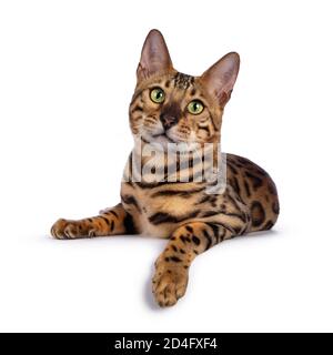 Handsome young male Bengal cat laying down front view with paw over edge, looking to camera. Isolated on white background. Stock Photo