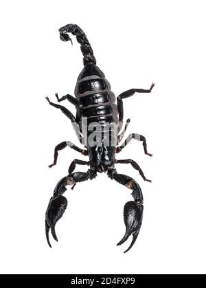 Top view of Asian Forest Scorpion aka Heterometrus Petersii. Isolated on white background. Stock Photo