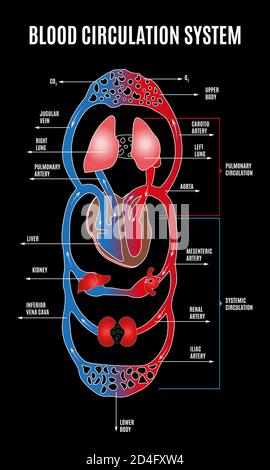 Human circulatory system. Diagram of circulatory system with main parts labeled. illustration of great and small circles of blood circulation in flat Stock Vector