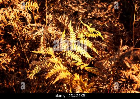 dark gold of the fall - fern leaves on the warm sun. Focus on center. Stock Photo