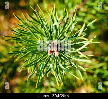 close up photo of a long needle pine tree with needles sprawled out from the center with missing pine cone Stock Photo
