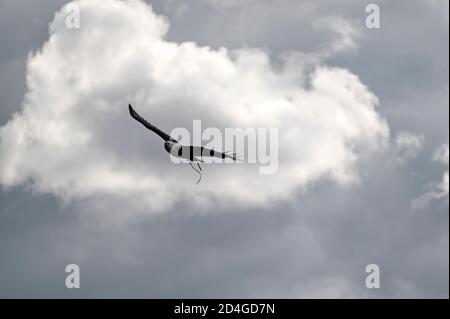 An African Fish Eagle in flight at a ‘Birds of Prey’ display at National Centre for Birds of Prey (NCBP) in the grounds of Duncombe Park in a small ma Stock Photo