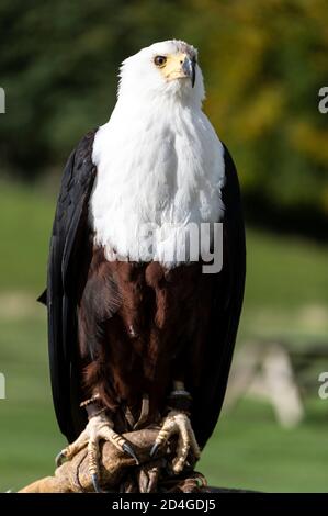 An African Fish Eagle at a ‘Birds of Prey display at National Centre for Birds of Prey (NCBP) in the grounds of Duncombe Park in a small market town Stock Photo