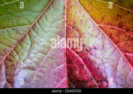 Close-up of Multicolored autumn leaf Stock Photo