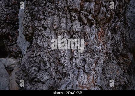 The texture of an old tree. The bark of the tree. . High quality photo Stock Photo