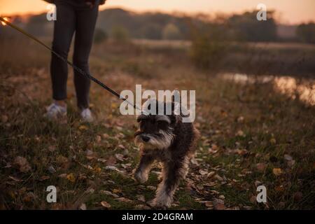Modern Caucasian girl walks on a leash a Schnauzer dog in an autumn field at sunset. Dressed in dark jeans, burgundy cardigan. Taking care of pets. Stock Photo