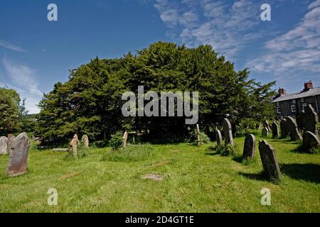 The ancient Yew tree in St Cynog's churchyard in Defynnog, Powys, South Wales, has been standing sincev more than 3,000 years before Christ. the 60ft Stock Photo