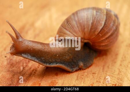 Giant snail, Scutalus, Achatina fulica. Crawling on wood in the afternoon. They have a coiled shell to protect body and Slime can made Nourishing crea Stock Photo