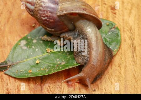 Beautiful patterned brown snail crawls on a wooden surface. Giant african snail. Stock Photo