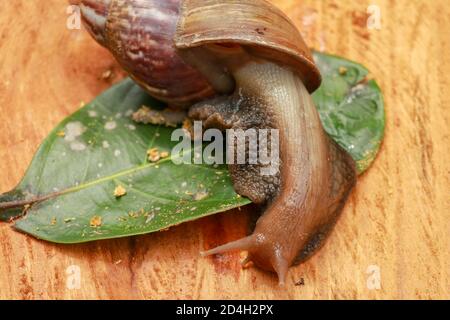 Beautiful patterned brown snail crawls on a wooden surface. Giant african snail. Stock Photo