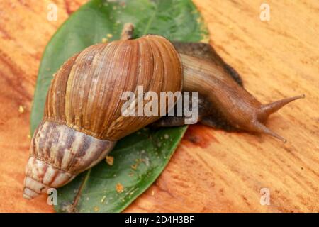 Beautiful patterned brown snail crawls on a wooden surface. Giant african snail. Stock Photo