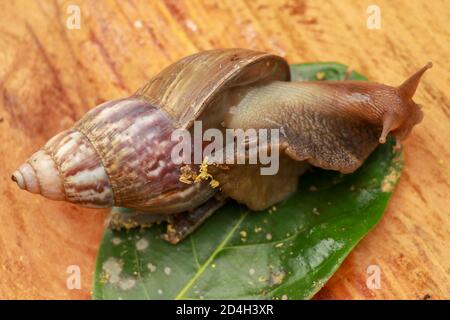 Beautiful patterned brown snail crawls on a wooden surface. Giant african snail. Stock Photo