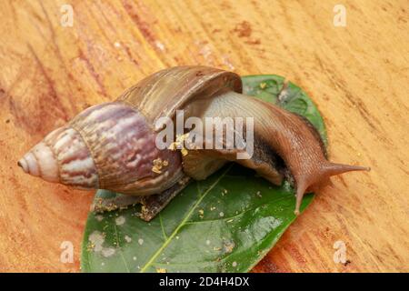 Beautiful patterned brown snail crawls on a wooden surface. Giant african snail. Stock Photo