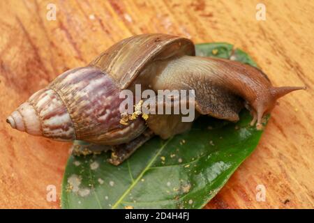 Beautiful patterned brown snail crawls on a wooden surface. Giant african snail. Stock Photo