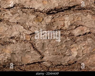 Bark Texture Stock Photo