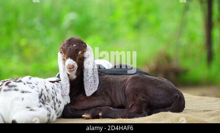 Cute goat-lings sitting in a farmhouse. New born innocent kid, depend on milk. Stock Photo