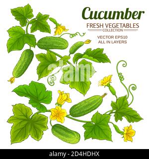 cucumber vector set Stock Vector