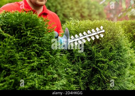 gardening services - gardener trimming and shaping evergreen thuja hedge with electric trimmer Stock Photo