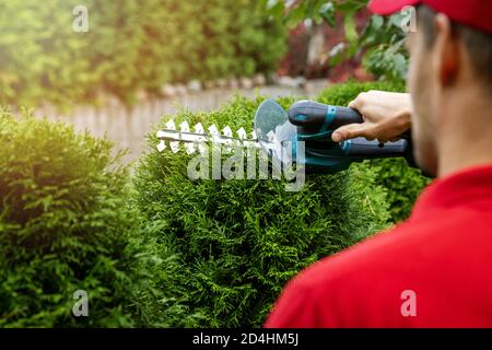man cutting and shaping evergreen thuja hedge with electric scissors Stock Photo