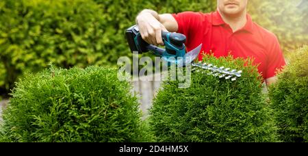 landscaping service - gardener pruning and shaping evergreen thuja hedge with electric trimmer. copy space Stock Photo