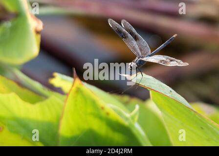 Dragonfly Stock Photo