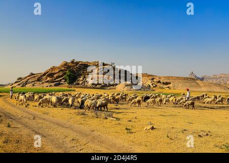 Image of a Shepard walking with his cattle grazing in the grasslands at Jawai in rajasthan India under the last rays of sun on 23 November 2018 Stock Photo