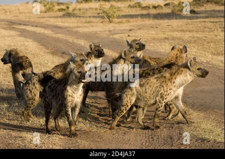 A pack of spotted hyenas (Crocuta crocuta) looks excitedly in the same direction next to a dirt track in the Maasai Mara, Kenya Stock Photo