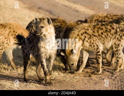 A single spotted hyena (Crocuta crocuta), with packmates behind it, looks around excitedly next to a dirt track in the Maasai Mara, Kenya Stock Photo