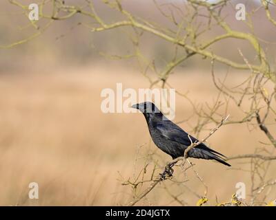 Carrion Crow, Corvus corone, Horsey, Norfolk, winter Stock Photo