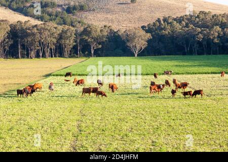 Mixed herd of  beef cattle with dairy cows grazing in a  lush green  pasture at sunset , Western Cape, South Africa
