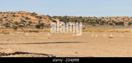 Panorama of  Nossob River and red dunes of the Kglagadi Transfrontier Park, Kalahari, Northern Cape South Africa at sunset with Springbok Stock Photo