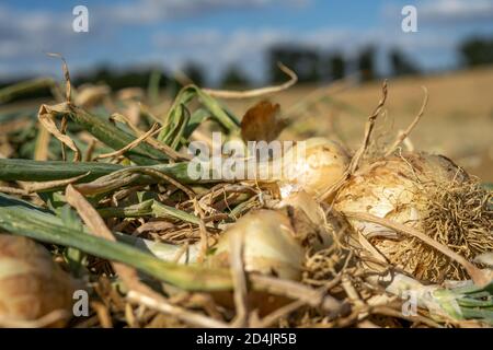 Field with ripe onions for harvest. Productivity of French farmers. Selective focus Stock Photo