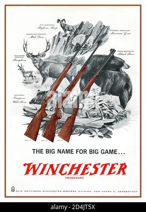 1950's American Guns Advertisement poster promoting big game shooting Winchester Rifle Advertisement 'The Big Name for Big Game' USA Stock Photo