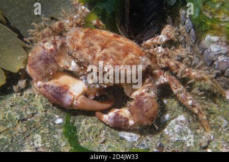 Hairy crab (Pilumnus hirtellus) among seaweed fronds in a rock pool, The Gower, Wales, UK, August. Stock Photo