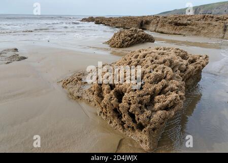 Honeycomb worm reef (Sabellaria alveolata) exposed at low tide with the sea in the background, Dunraven Bay, Glamorgan, Wales, UK. Stock Photo