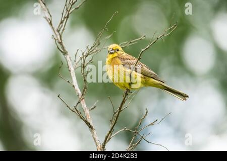 Yellowhammer (Emberiza citrinella) on mossy branch. this bird is partially migratory, with much of the population wintering further south. Stock Photo