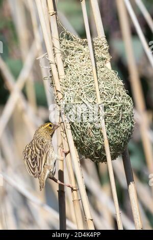 Female Southern Red Bishop (Euplectes orix) inspecting a new nest for breeding, Western Cape, South Africa Stock Photo