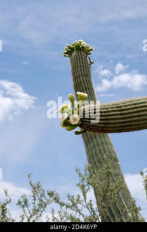 Saguaro Cacti in bloom in Saguaro National Park, Arizona