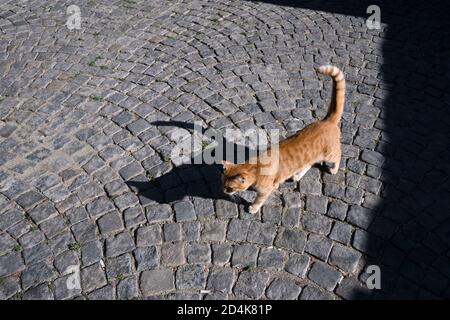 A stray ginger cat is walking on cobblestones at outdoor. Its shadow is strong and beautiful. Stock Photo