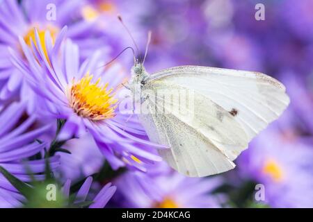 Pieris brassicae, the large white, also called cabbage butterfly, cabbage white is a butterfly in the family Pieridae. butterfly on September flowers Stock Photo