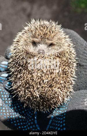 holds a small hedgehog in gloves. On a green bokeh background. Wildlife, spiny thorns of a hedgehog in the hands of a guy, holding him in gloves Stock Photo