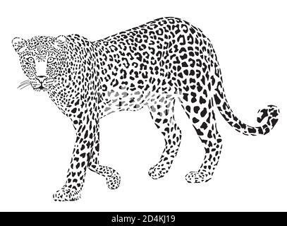 Leopard black on white, isolated - vector illustration Stock Vector