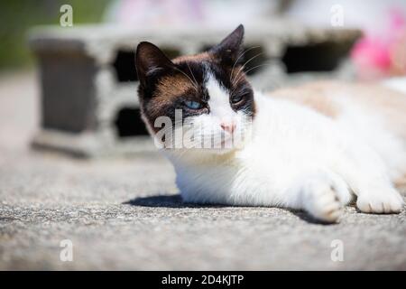 siamese ragdoll crossbreed cat resting in the sun on a terrace in summer Stock Photo
