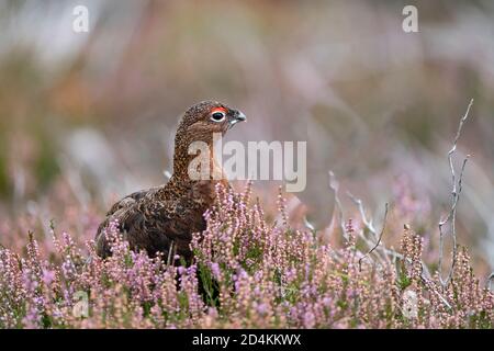 Red Grouse, Lagopus lagopus scotica male amongst flowering heather on Lochindorb grouse moor, Speyside Scotland September Stock Photo