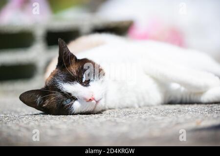 siamese ragdoll crossbreed cat resting in the sun on a terrace in summer Stock Photo