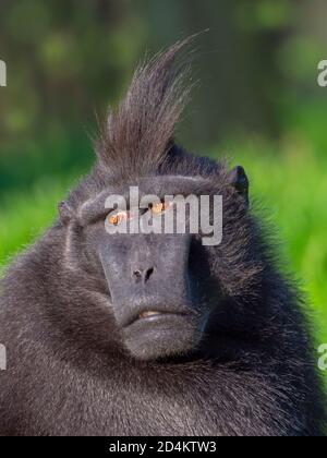 Celebes crested macaque Macaca nigra also known as the crested black macaque, Sulawesi crested macaque, or the black ape Stock Photo