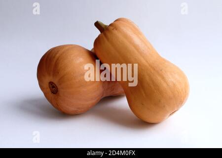 Pumpkins. Two orange long pumpkins on light background. Stock Photo